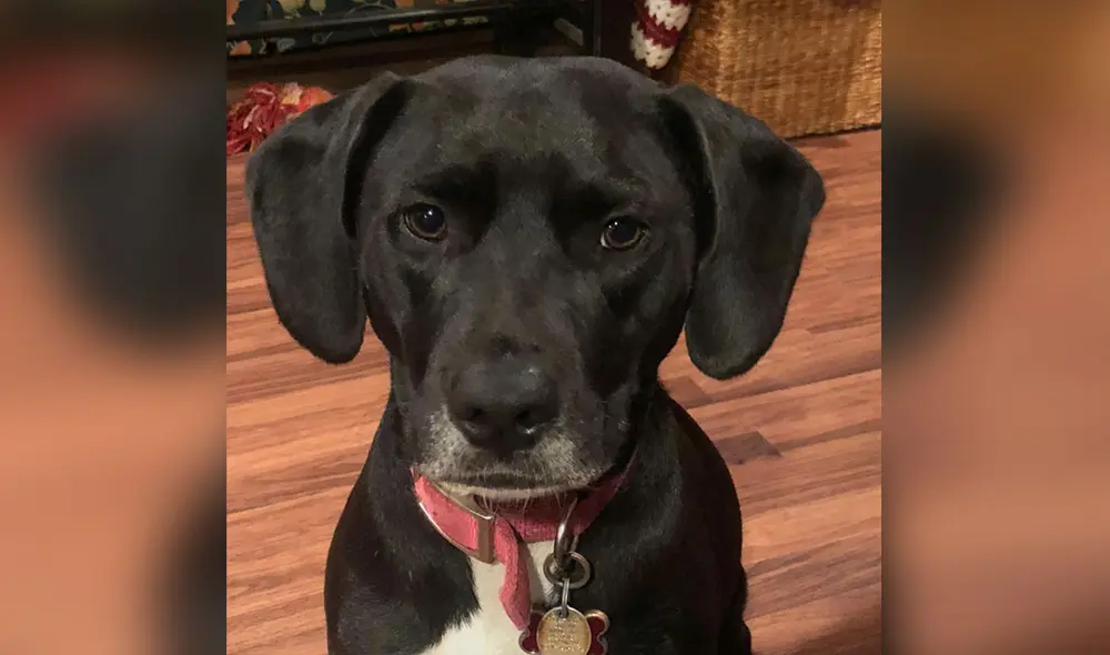 Desliza las imágenes para conocer la conmovedora historia de una perrita se reencontró con su dueña tras desaparecer por días. Foto: Facebook