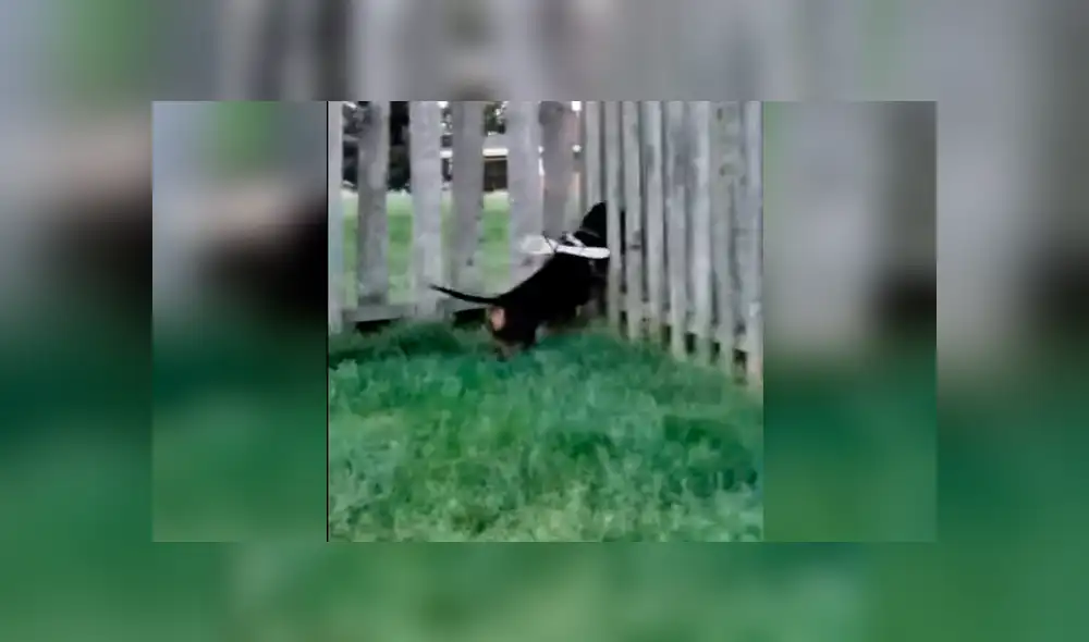 YouTube viral: Hombre cansado de que su perro se escape, crea ingenioso método para que no lo haga [VIDEO]