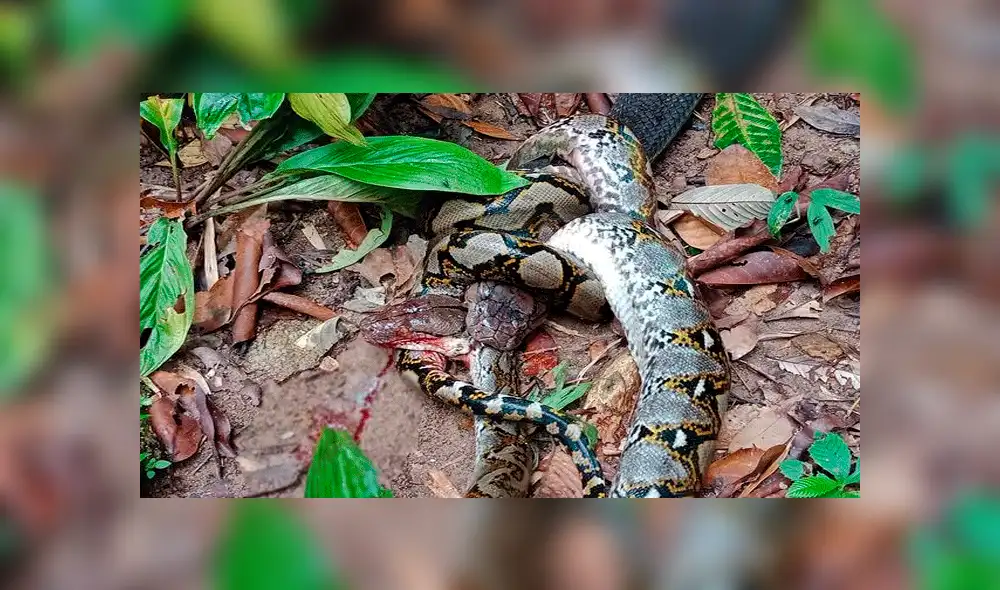 YouTube viral: pitón y culebra tienen un brutal enfrentamiento que remeció a las redes