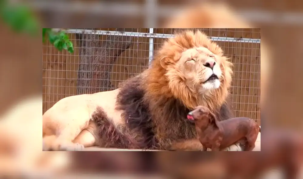 Facebook viral: valiente perro dentro de jaula de león asusta a usuarios [VIDEO]