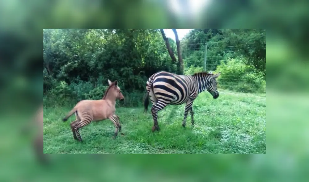 Desliza para ver los detalles del video viral publicado en YouTube. Foto: Captura. Desliza para ver los detalles del video viral publicado en YouTube. Foto: Captura.