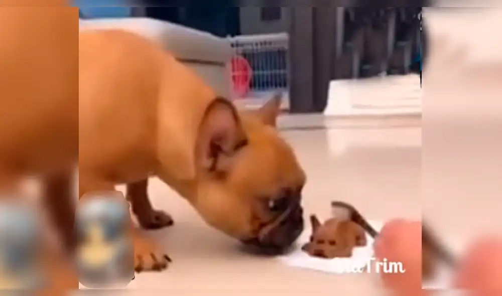 Facebook: perro quiere acariciar a su 'cachorro' y dueño le juega aterradora broma