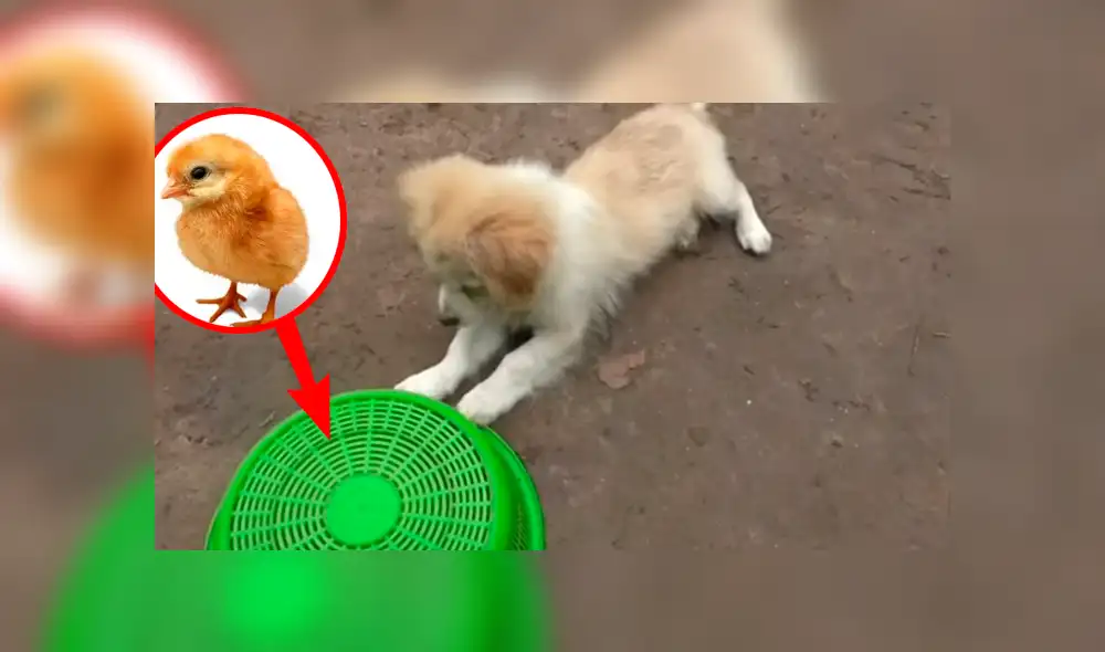 YouTube viral: pollito y perro se vuelven los mejores amigos, luego de valiente rescate [VIDEO]
