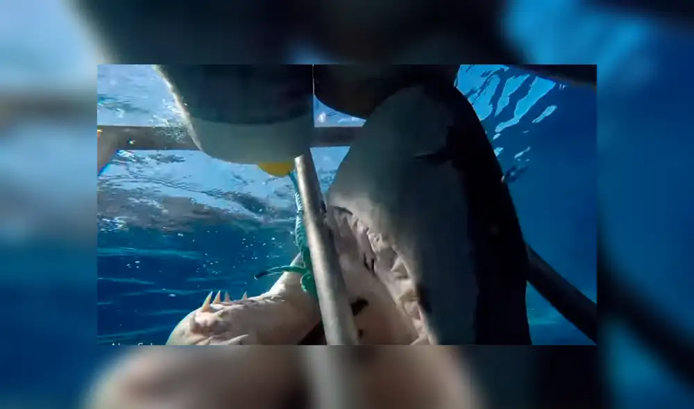 YouTube viral: Enorme tiburón golpea brutalmente en la cara a un buceador [VIDEO] 