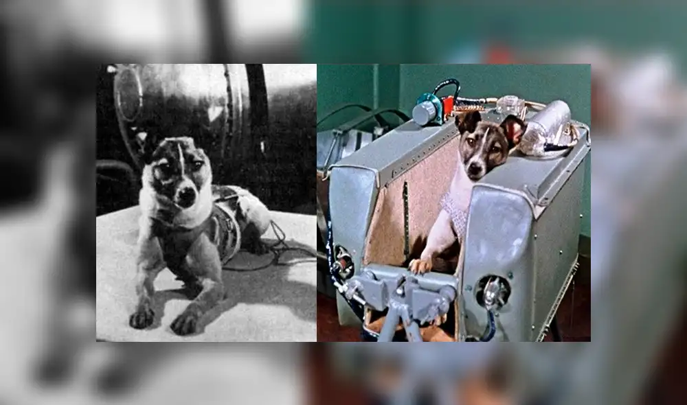 Laika: a 60 años de su partida, miles la recuerdan por su amargo sacrificio [VIDEO] 