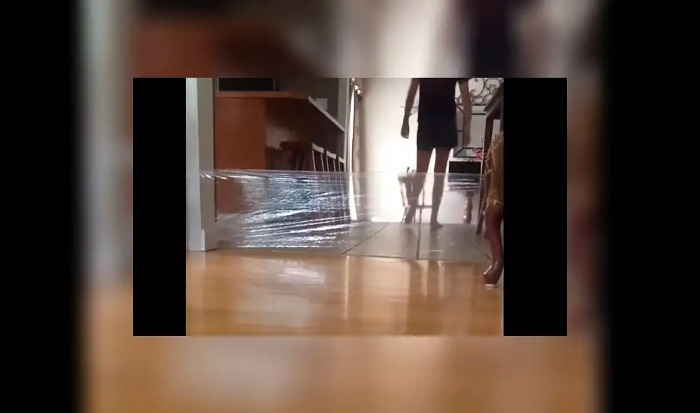 YouTube: mujer le jugó una broma pesada a su gato y recibió una dura lección [VIDEO]