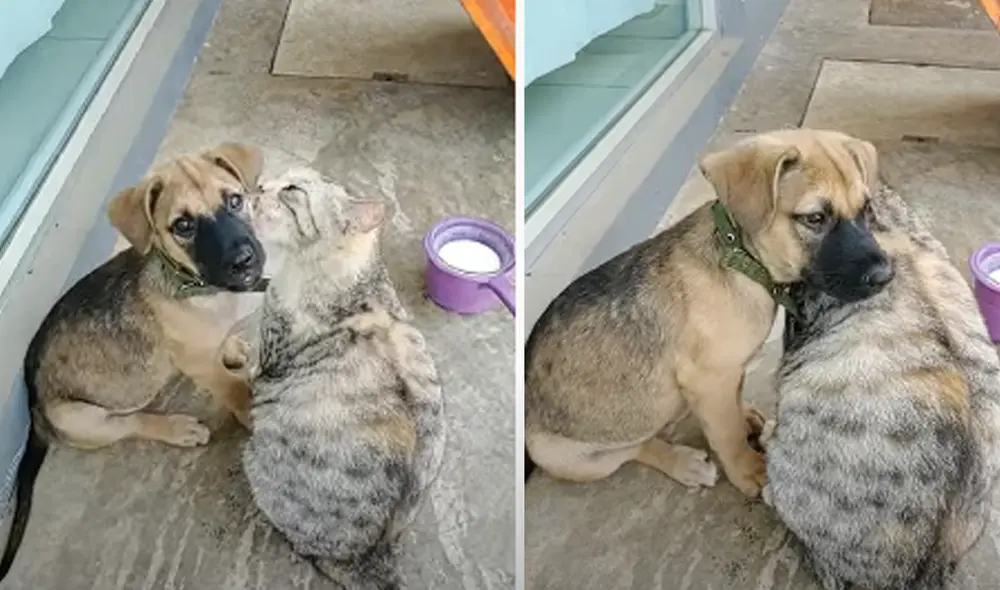 Desliza hacia la izquierda para ver las imágenes del video viral. Foto: captura de YouTube.