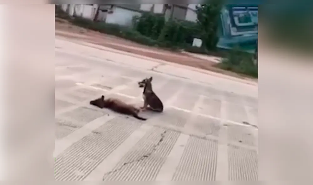 Facebook: perro se resiste a abandonar a su amigo muerto y conmueve a miles [VIDEO]