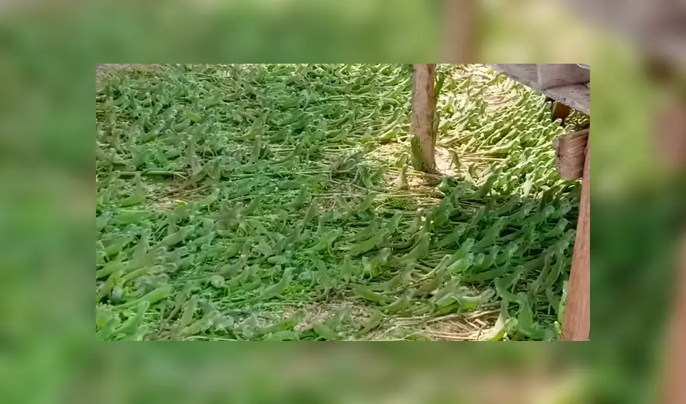 Video es viral en Instagram. Un hombre quedó en shock, luego de acercarse a este misterioso pasto, sin imaginar que se trataba de cientos de pequeñas criaturas. Foto: Captura.