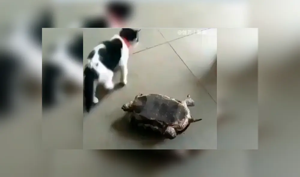 El felino se ganó los aplausos de cientos de internautas tras protagonizar un curioso episodio con una tortuga en casa de su dueña