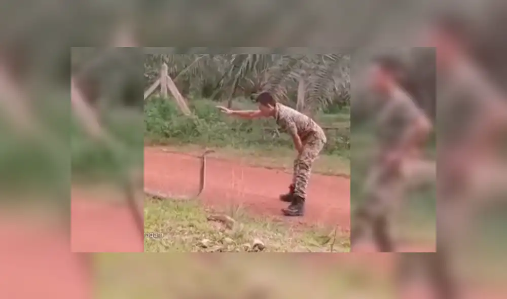 Soldado dejó a más de uno con la boca abierta con su insólita actitud al estar frente a frente con cobra real. Soldado dejó a más de uno con la boca abierta con su insólita actitud al estar frente a frente con cobra real.