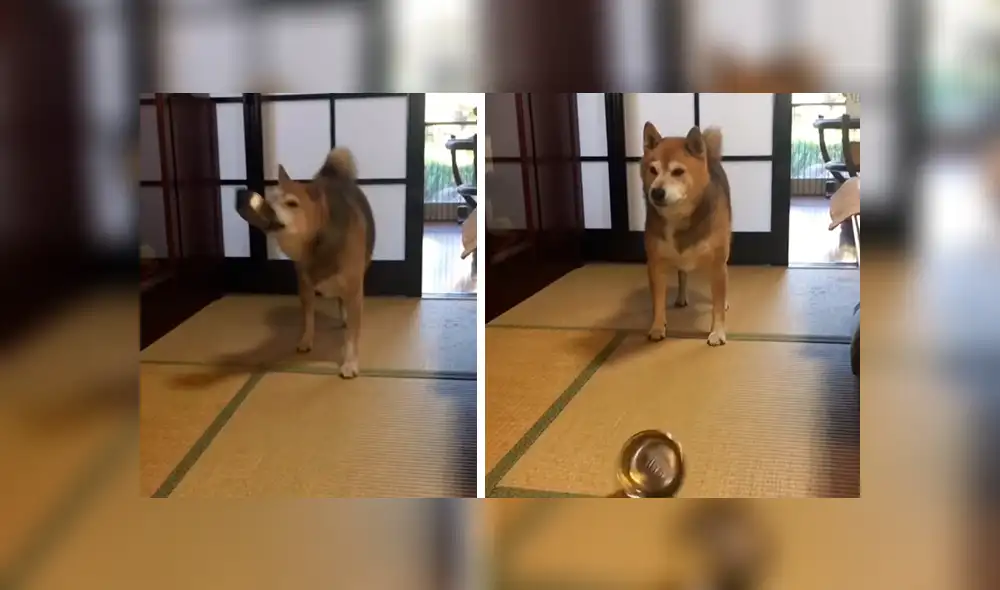 Facebook viral: perro reacciona con violencia porque sus amor no servían sus alimentos [VIDEO]