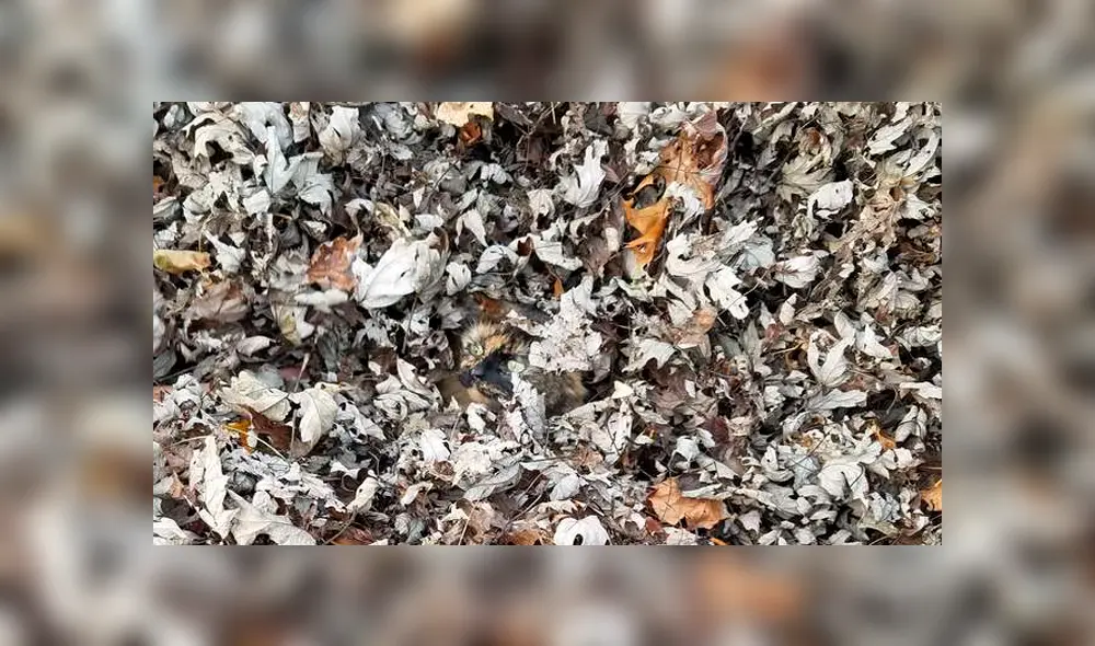 Intenta encontrar al gato oculto entre la enorme pila de hojas secas.