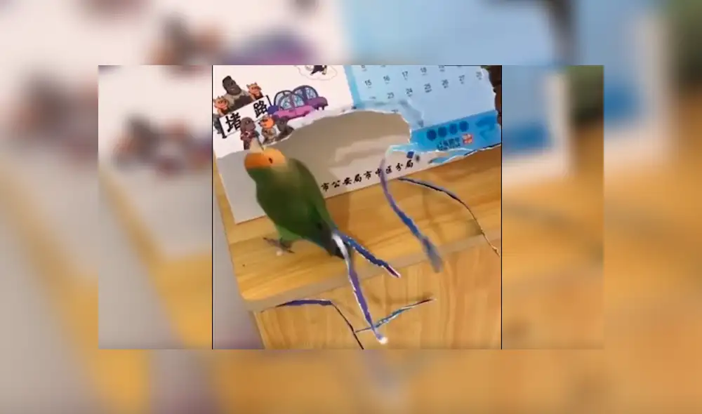 En YouTube, un loro aprovechó la distracción de su dueño para aplicar un creativo método para tener más plumas. En YouTube, un loro aprovechó la distracción de su dueño para aplicar un creativo método para tener más plumas.