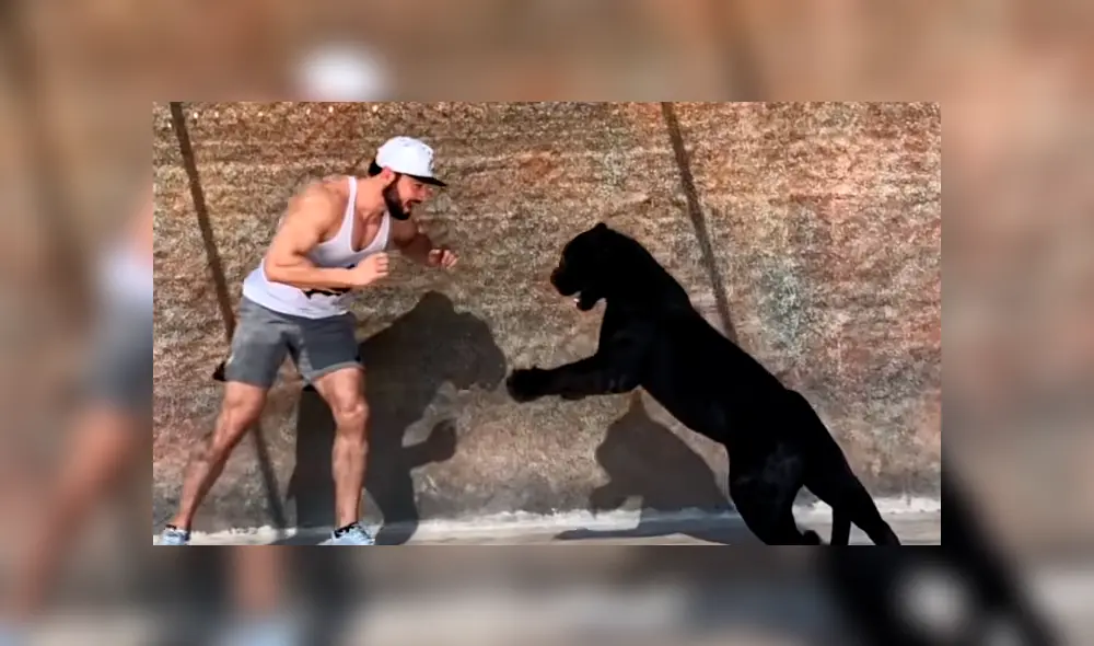 Entrenador ingresa a jaula de jaguar, sin imaginar lo que pasaría.