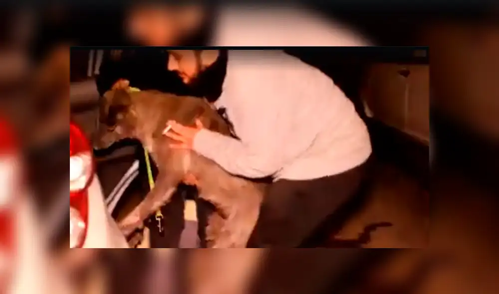 Facebook viral: Perros abandonados en un refugio fueron adoptados por un mujer [VIDEO]