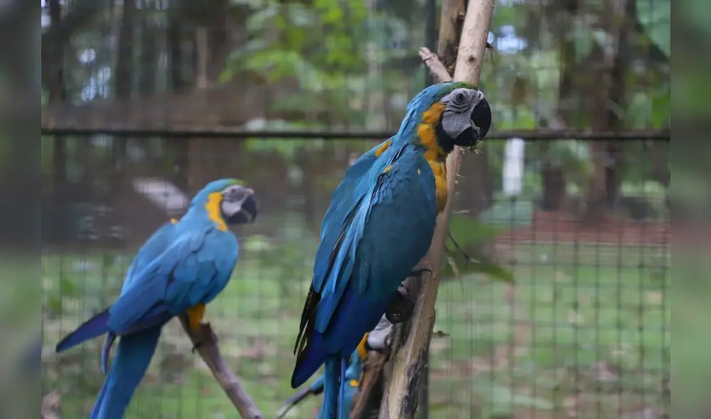 Conoce el Parque Natural de Pucallpa, un zoológico en medio de la selva [FOTOS]