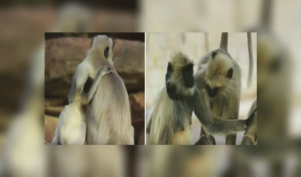 Desliza para enterarte qué sucede cuando ponen un mono robot en medio de un grupo de primates. Foto: Captura
