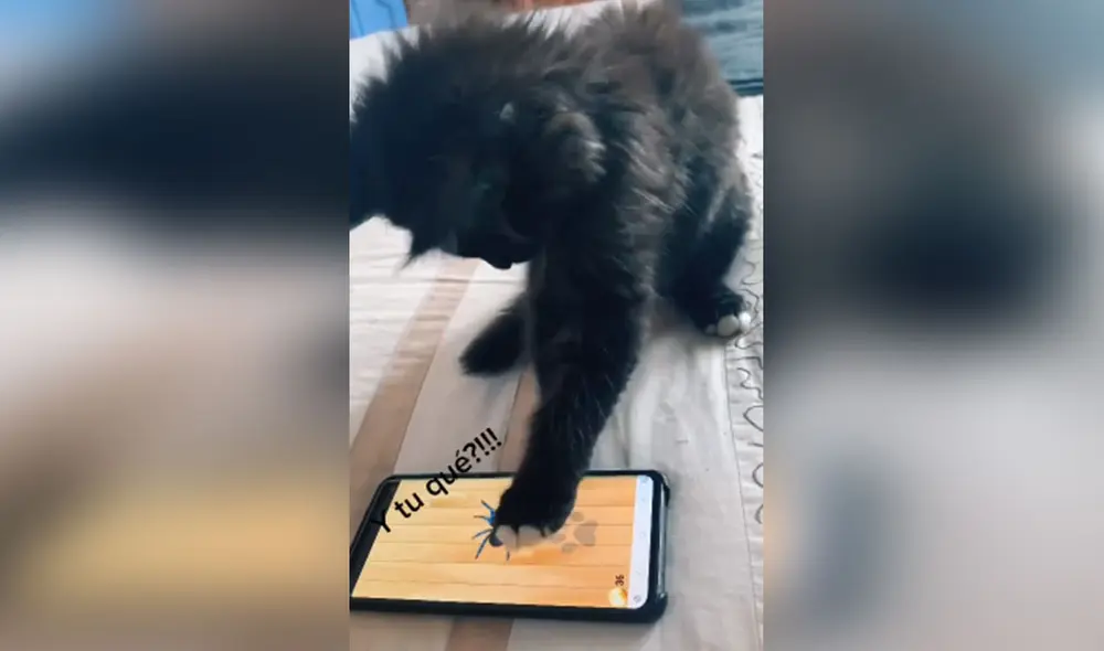 El pequeño felino sorprendió con su habilidad para manipular el juego y 'derrotó' a varios insectos. Foto: captura de TikTok El pequeño felino sorprendió con su habilidad para manipular el juego y 'derrotó' a varios insectos. Foto: captura de TikTok