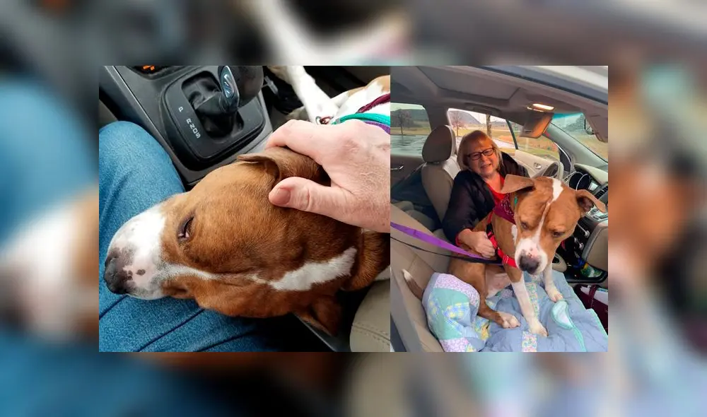 Desliza a la izquierda para ver esta tierna historia. Foto: Captura