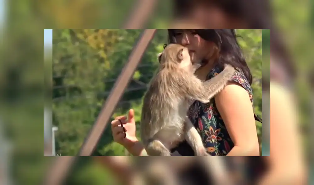 Video es viral en YouTube. El mono sorprendió a la joven con insólita reacción luego de que ella le impidiera llevarse sus pertenencias.