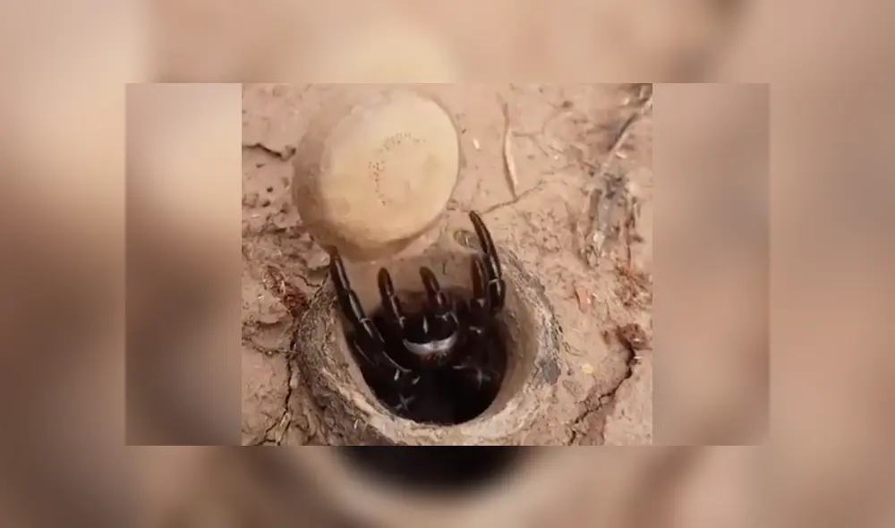 El video viral de Facebook muestra el momento en que una letal criatura sale de su escondite.