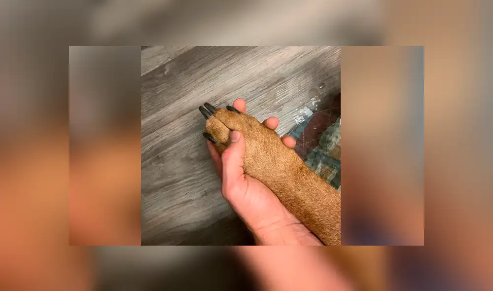 Facebook viral: famoso beisbolista se despide de su amado perro con emotiva publicación que entristece a miles Facebook viral: famoso beisbolista se despide de su amado perro con emotiva publicación que entristece a miles