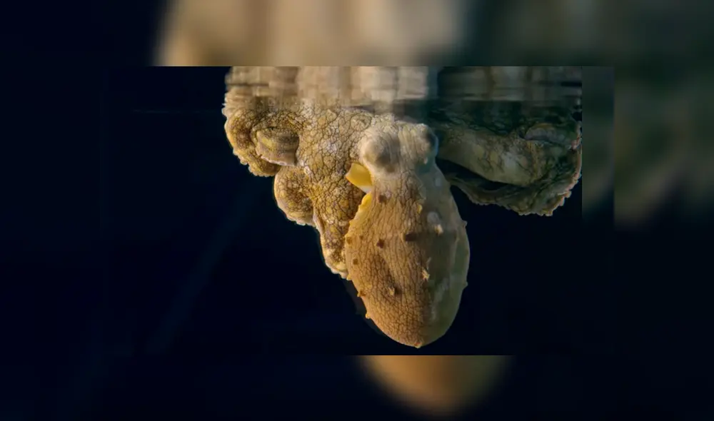 La curiosa y probable razón detrás de esta insólita ha dejado a más de uno con la boca abierta. La curiosa y probable razón detrás de esta insólita ha dejado a más de uno con la boca abierta.