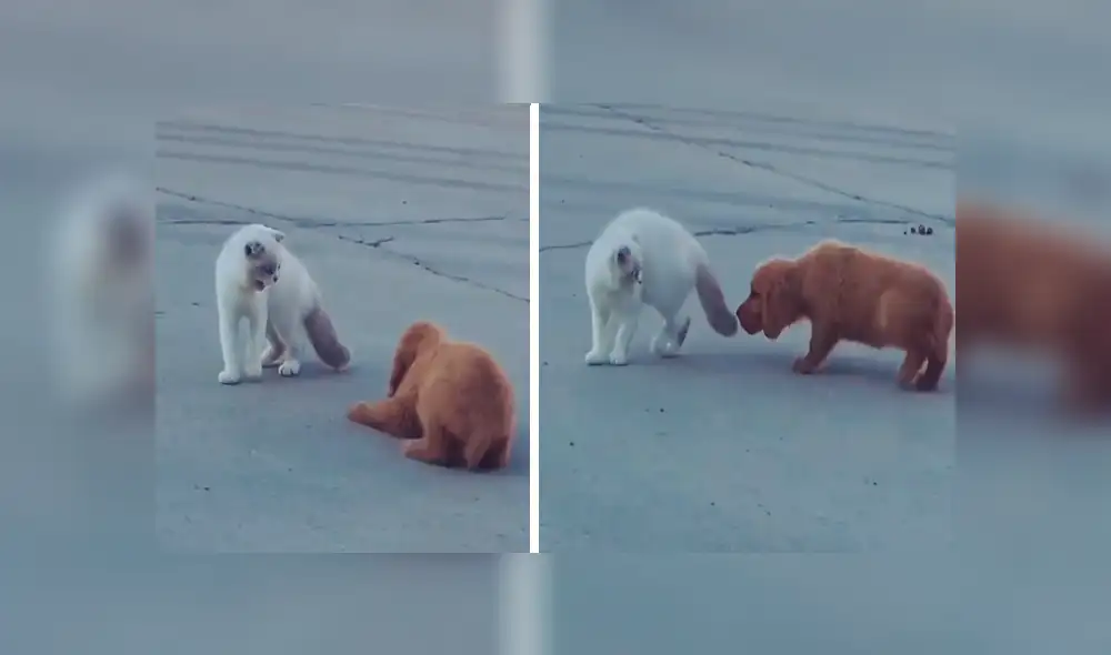 En YouTube, un cachorro quería jugarle una pesada broma a un gato, pero nada sale como esperaba.