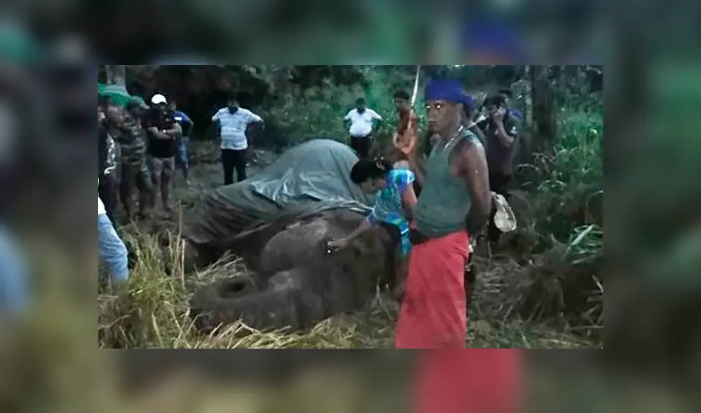 Elefante muere por cansancio mientras trasladaba a un grupo de turistas [VIDEO] 
