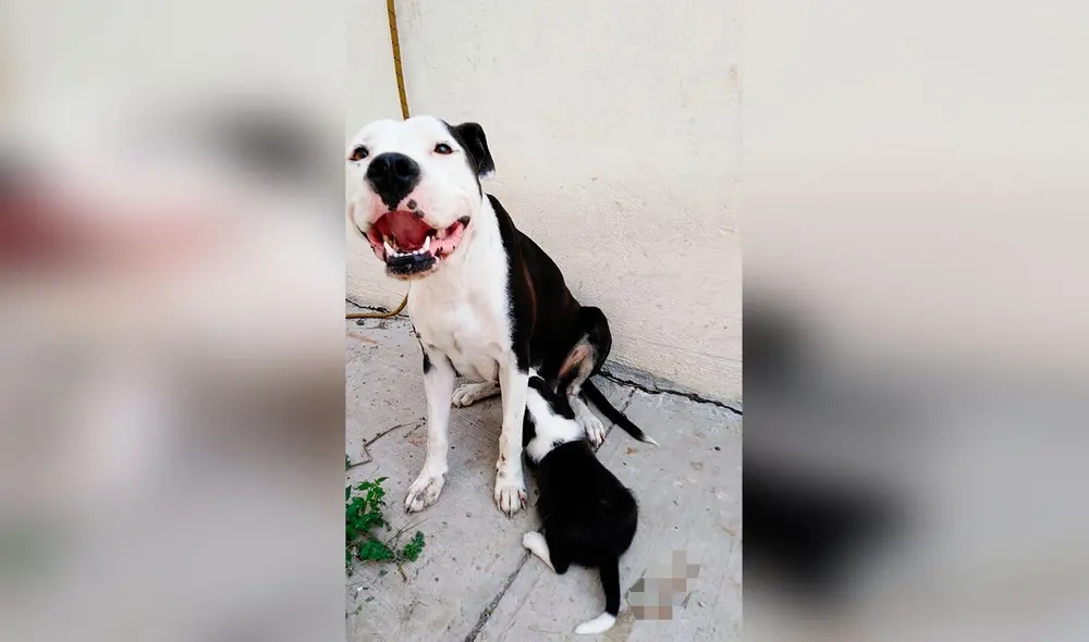 Desliza las imágenes para conocer la historia de una perrita que perdió a sus crías y recibió el apoyo de su dueño. Foto: Facebook