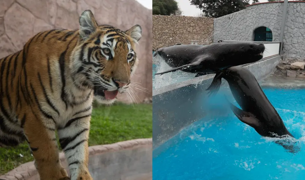 El Parque de las Leyendas reabrió sus puertas en julio al público adulto y en noviembre a los niños. Foto: composición / La República / El Popular