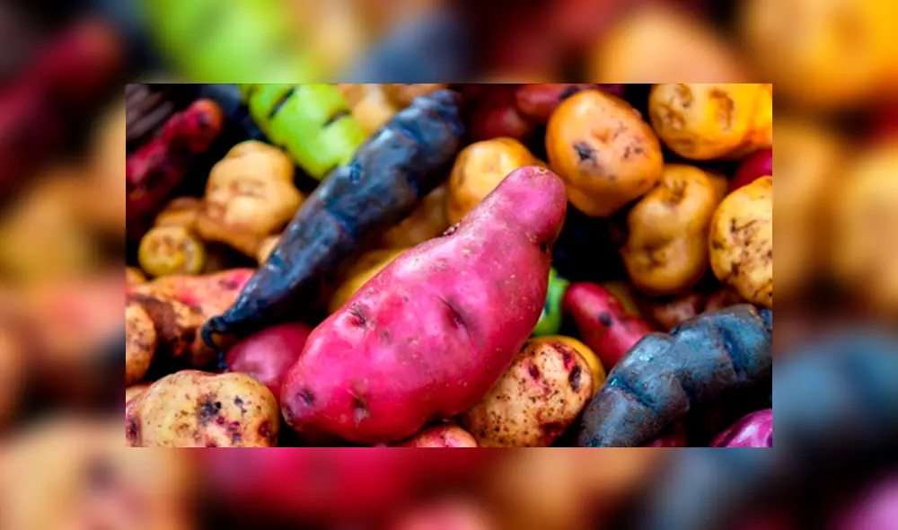 Papas nativas, la nueva esperanza para los productores peruanos Papas nativas, la nueva esperanza para los productores peruanos