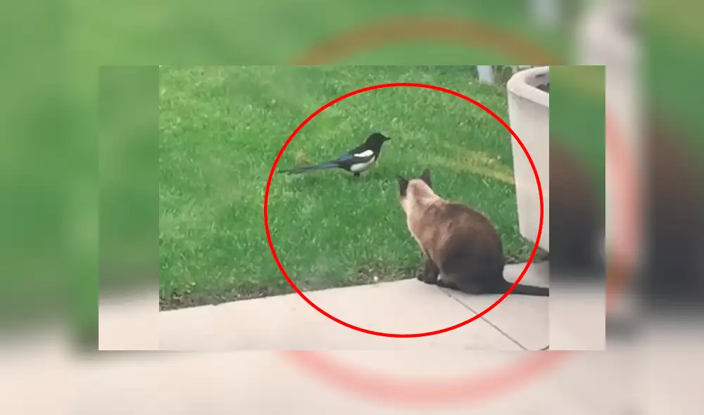Gato quiere tomar sol en el patio, pero pájaro desbarata sus planes de la peor forma [VIDEO]