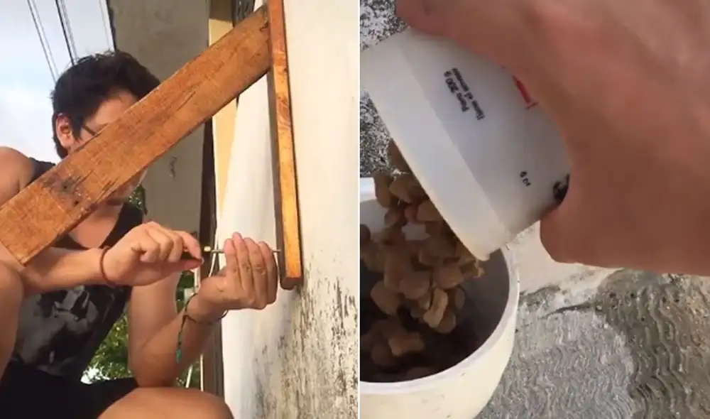 Desliza a la izquierda para ver más imágenes sobre este noble gesto hacia los animales de la calle. Foto: captura de TikTok