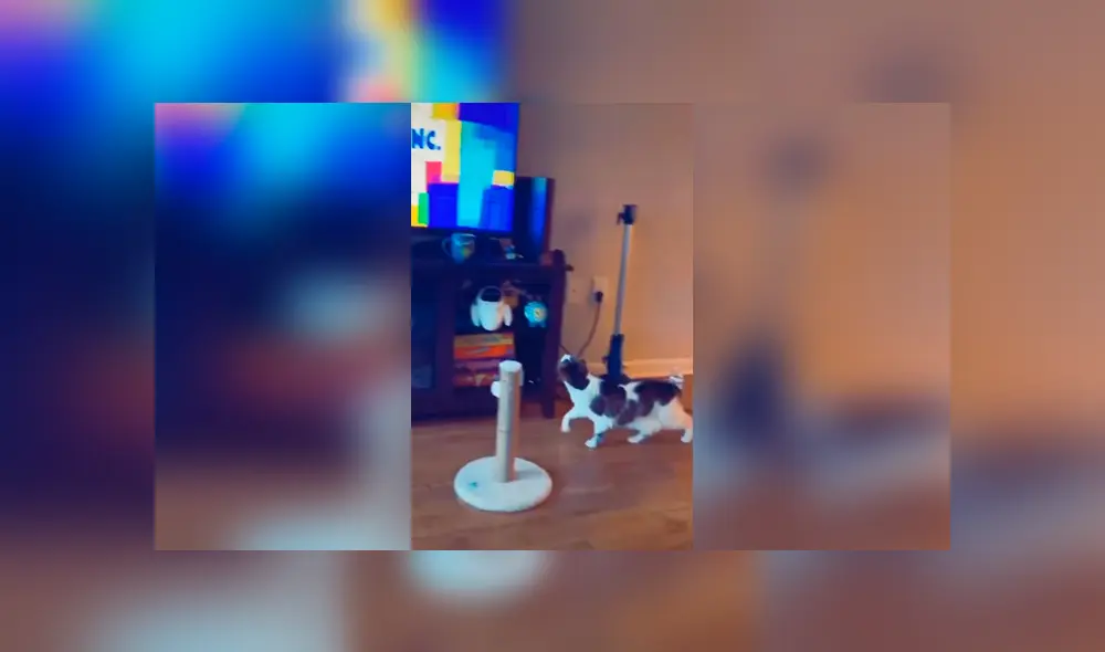 Desliza las imágenes para apreciar la tierna reacción de un gato cuando su dueña le pone su película favorita. Foto: Captura. Desliza las imágenes para apreciar la tierna reacción de un gato cuando su dueña le pone su película favorita. Foto: Captura.