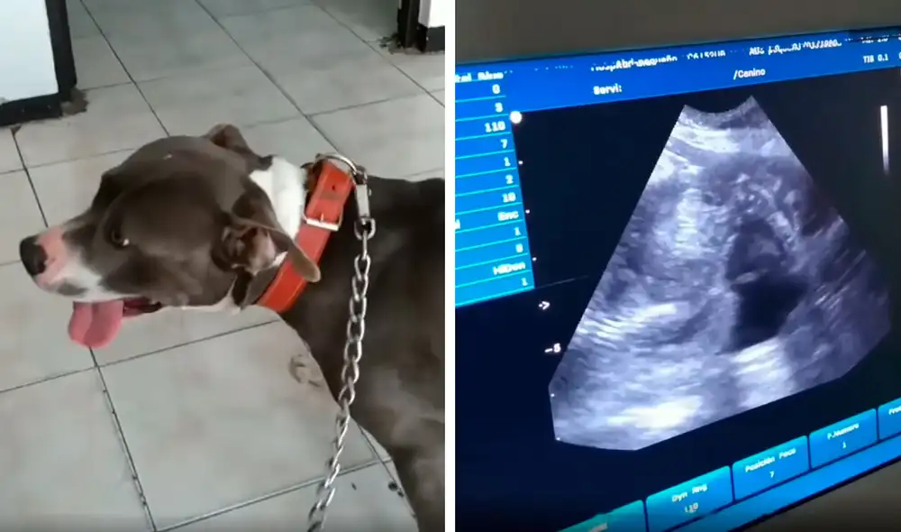 Desliza las imágenes para ver el conmovedor momento en que una perrita conoce a sus crías. Fotos: captura de Facebook Desliza las imágenes para ver el conmovedor momento en que una perrita conoce a sus crías. Fotos: captura de Facebook