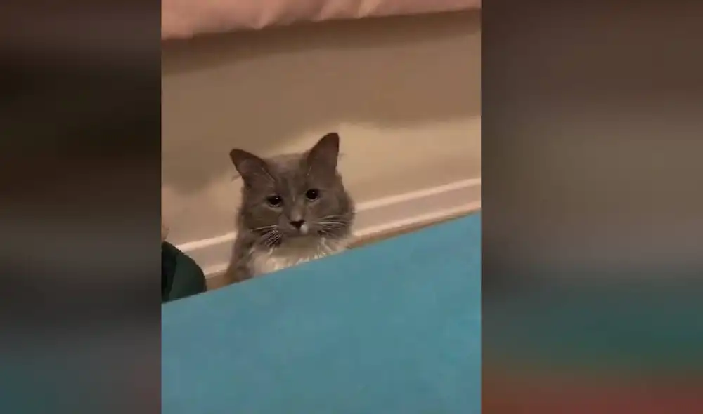 Desliza para ver la secuencia del nuevo viral de TikTok. Foto: Captura/TikTok/@coni_chasconi Desliza para ver la secuencia del nuevo viral de TikTok. Foto: Captura/TikTok/@coni_chasconi