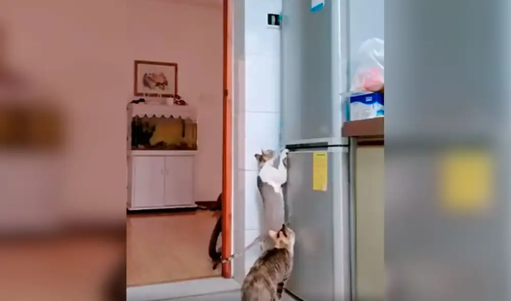 Desliza las imágenes para conocer la travesura que cometieron unos gatos durante la ausencia de su dueño. Foto: captura de TikTok