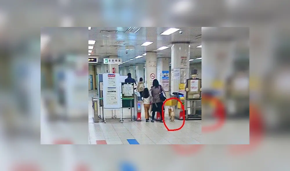 En Facebook, un perro fue capturado por la policía para evitar que cometa travesuras dentro de una estación de tren. En Facebook, un perro fue capturado por la policía para evitar que cometa travesuras dentro de una estación de tren.