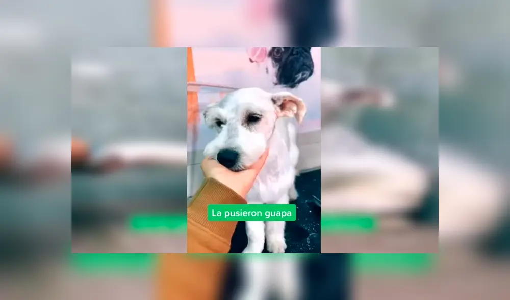 Desliza las imágenes para conocer la transformación de una perrita callejera que fue adoptada por una familia. Foto: Captura.