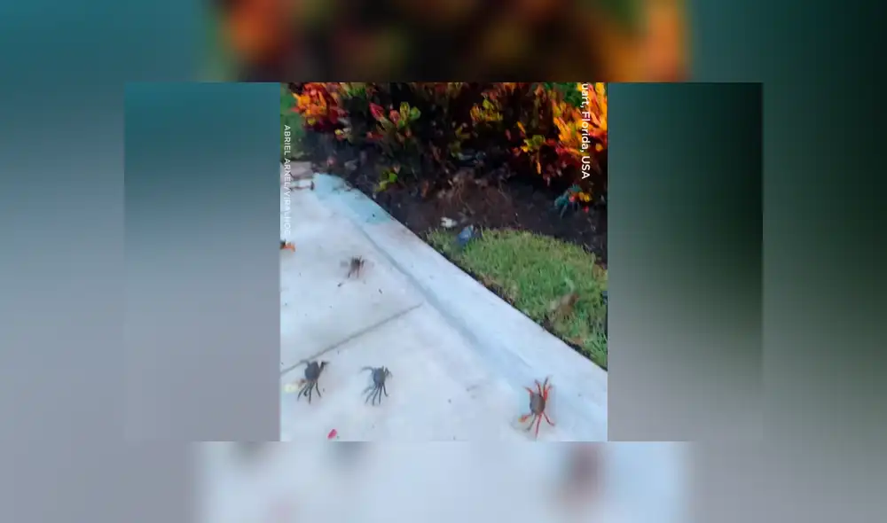 YouTube viral: hombre llega a su casa y encuentra cientos de cangrejos en la calle [VIDEO] 