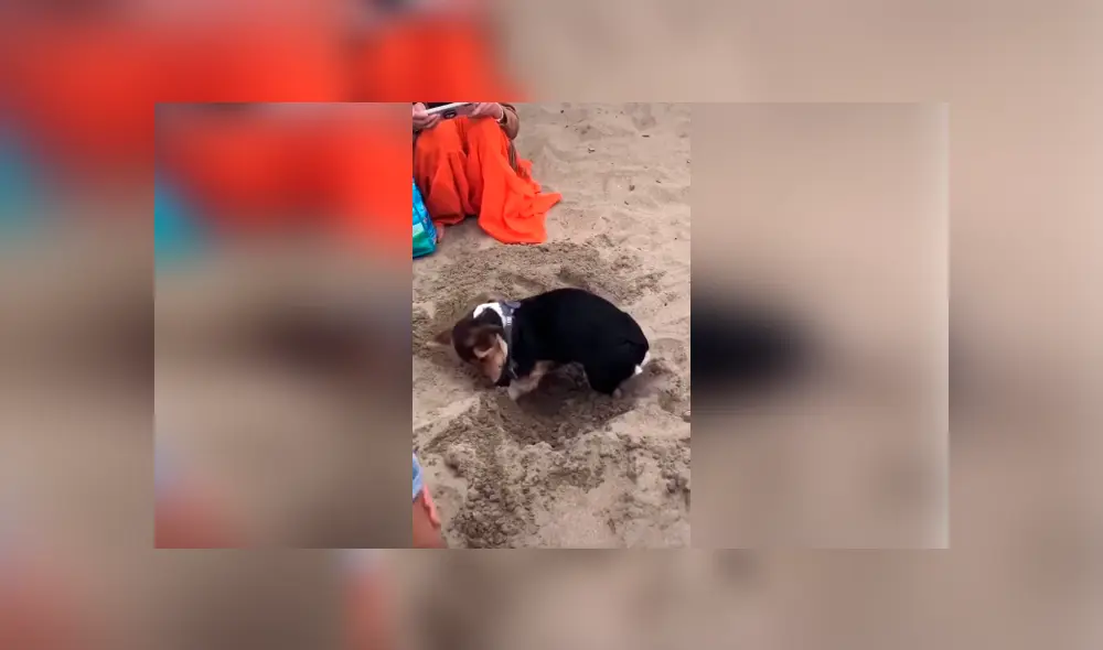 Desliza las imágenes hacia la izquierda para conocer el susto que se llevaron unos jóvenes al descubrir a un perro en la arena.