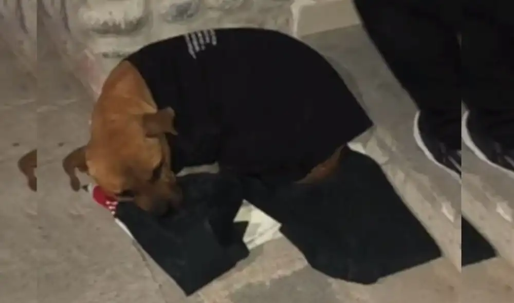 Desliza las imágenes para ver más detalles sobre esta conmovedora historia. Foto: captura de TikTok