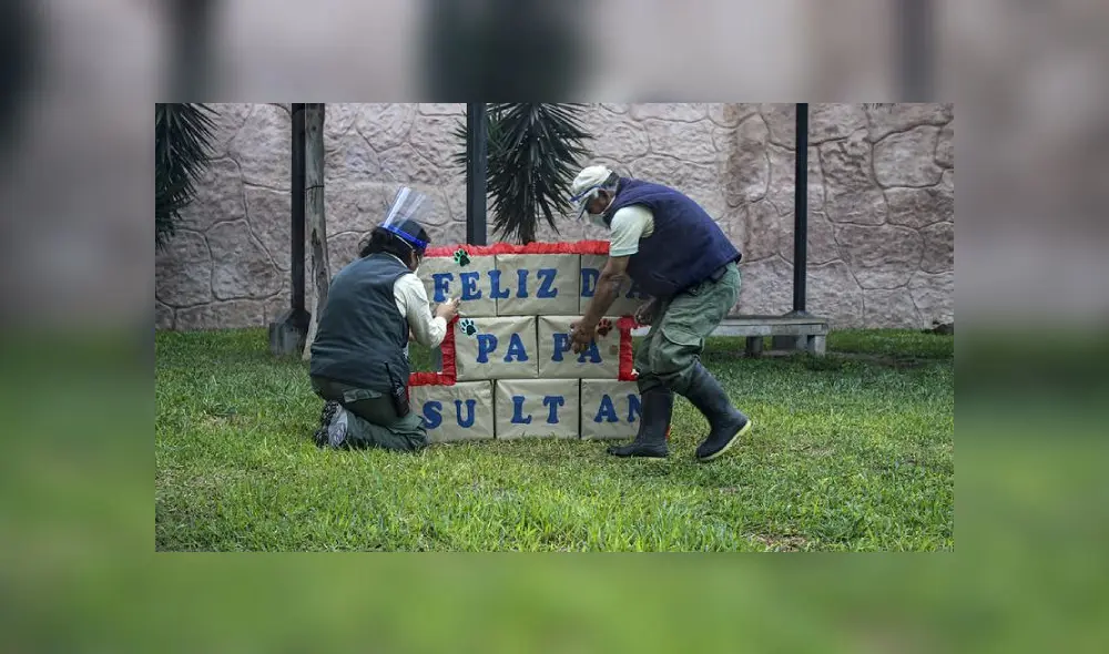 Personal construye un letrero para Sultán, el león. Foto: Parque de las Leyendas. Personal construye un letrero para Sultán, el león. Foto: Parque de las Leyendas.