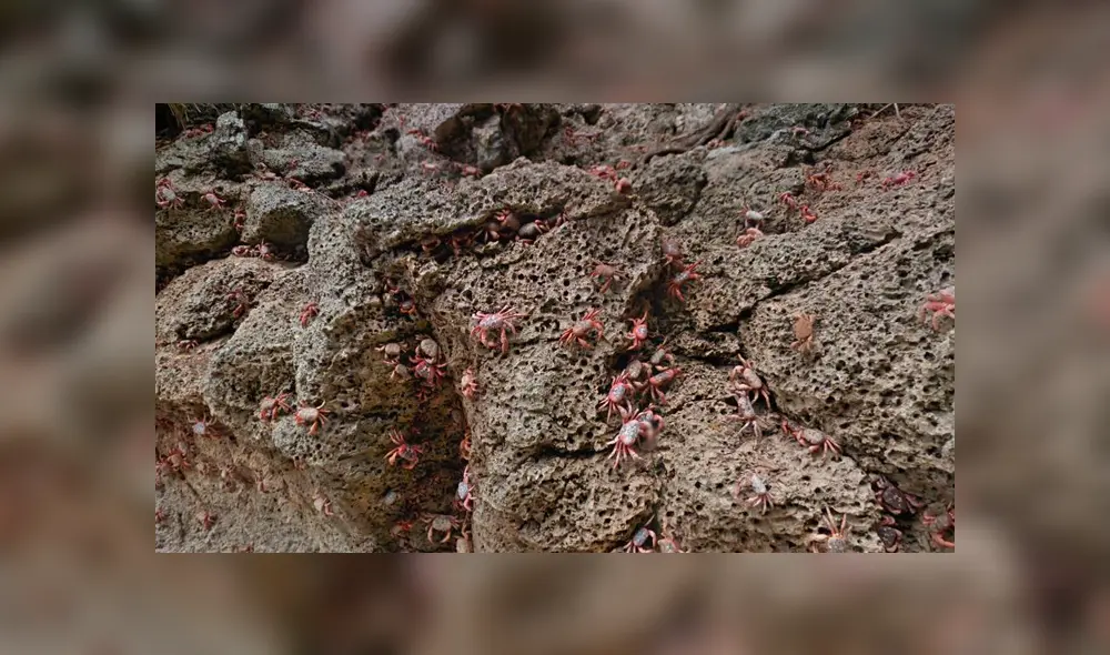 Google Maps: cámaras cantan a miles de cangrejos atacando a una muchacha [FOTOS]