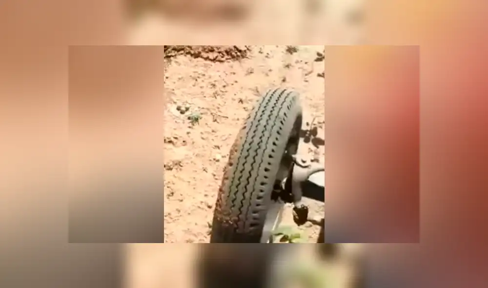 Un hombre publicó un video viral de Facebook el instante en que una madre ave detiene a un gigantesco tractor con su aleteo y evita un trágico final. Un hombre publicó un video viral de Facebook el instante en que una madre ave detiene a un gigantesco tractor con su aleteo y evita un trágico final.