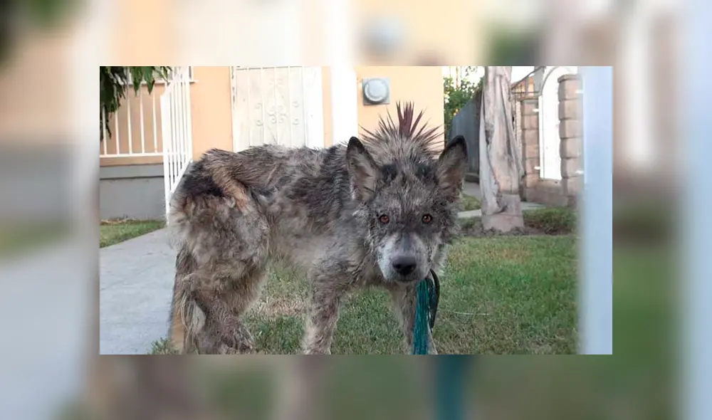 Desliza para ver las fotos de este perro que enamoró a todos en Facebook. Foto: Captura. Desliza para ver las fotos de este perro que enamoró a todos en Facebook. Foto: Captura.