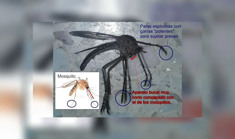 Gigantesco ‘mosquito’ deja aterrados a miles de usuarios con su espeluznante aspecto [FOTOS]