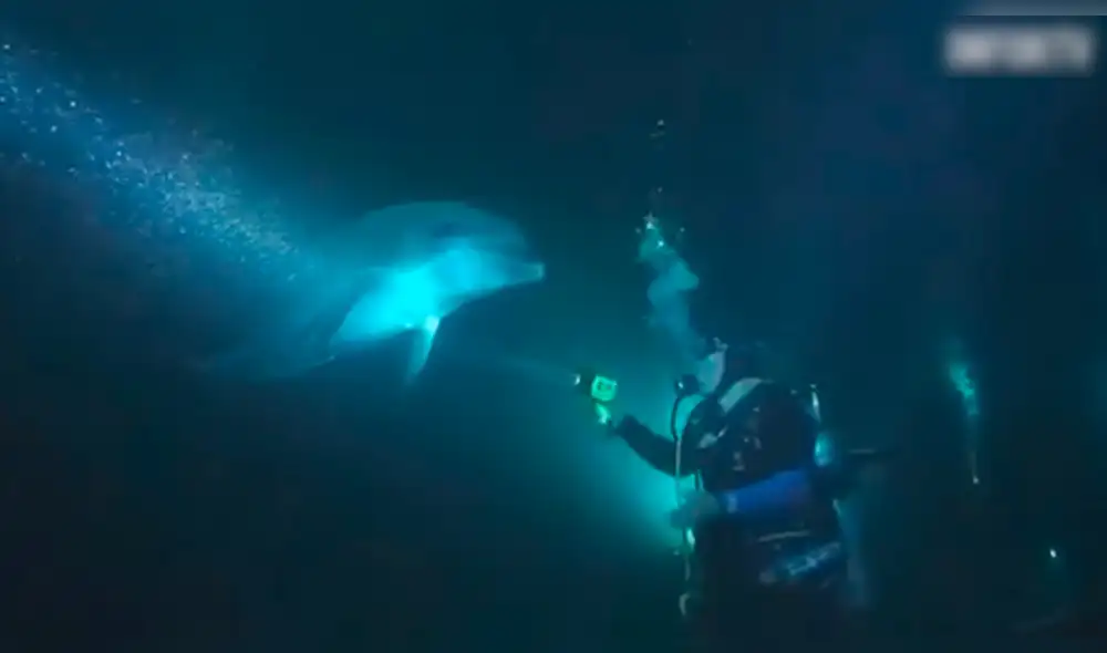 YouTube Viral: Delfín tiene anzuelo en su aleta y pide ayuda a buzo [VIDEO]